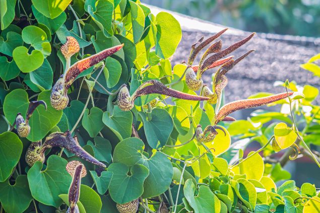 Cip Mil Homens Conhe A O Significado Da Planta